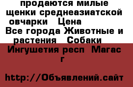 продаются милые щенки среднеазиатской овчарки › Цена ­ 30 000 - Все города Животные и растения » Собаки   . Ингушетия респ.,Магас г.
